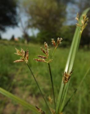 Fotografia 5 da espécie Cyperus longus no Jardim Botânico UTAD