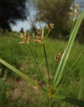 Fotografia 6 da espécie Cyperus longus no Jardim Botânico UTAD