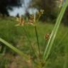 Fotografia 6 da espécie Cyperus longus do Jardim Botânico UTAD