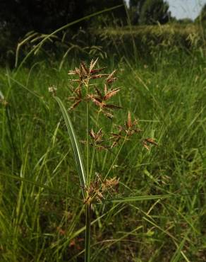 Fotografia 7 da espécie Cyperus longus no Jardim Botânico UTAD