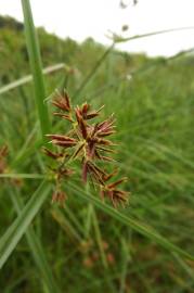 Fotografia da espécie Cyperus longus