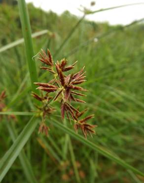 Fotografia 8 da espécie Cyperus longus no Jardim Botânico UTAD