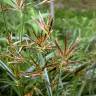 Fotografia 10 da espécie Cyperus longus do Jardim Botânico UTAD