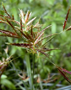 Fotografia 11 da espécie Cyperus longus no Jardim Botânico UTAD