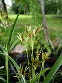 Fotografia da espécie Cyperus longus