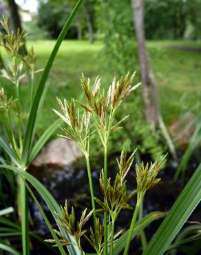 Fotografia 12 da espécie Cyperus longus no Jardim Botânico UTAD