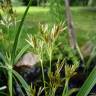 Fotografia 12 da espécie Cyperus longus do Jardim Botânico UTAD