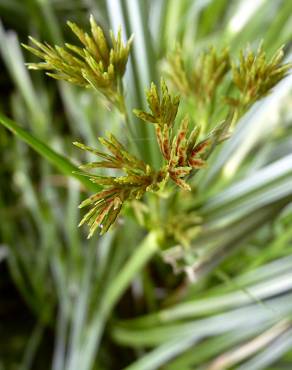 Fotografia 13 da espécie Cyperus longus no Jardim Botânico UTAD