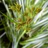 Fotografia 13 da espécie Cyperus longus do Jardim Botânico UTAD