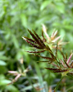 Fotografia 14 da espécie Cyperus longus no Jardim Botânico UTAD