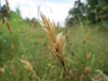 Fotografia da espécie Anthoxanthum odoratum