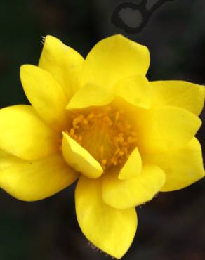 Fotografia 6 da espécie Anemone palmata no Jardim Botânico UTAD