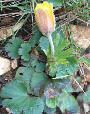 Fotografia 9 da espécie Anemone palmata no Jardim Botânico UTAD