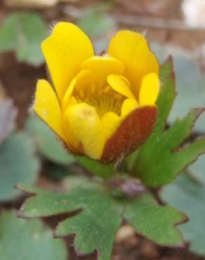 Fotografia 11 da espécie Anemone palmata no Jardim Botânico UTAD