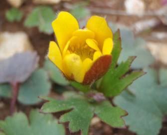 Fotografia da espécie Anemone palmata