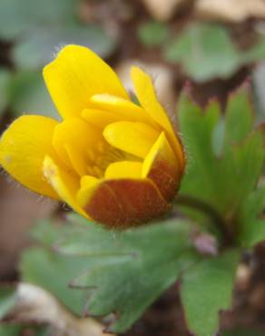 Fotografia 1 da espécie Anemone palmata no Jardim Botânico UTAD