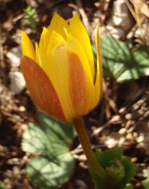 Fotografia 14 da espécie Anemone palmata no Jardim Botânico UTAD