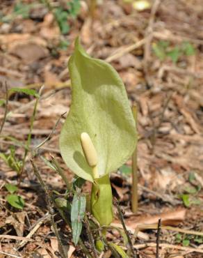 Fotografia 10 da espécie Arum italicum no Jardim Botânico UTAD