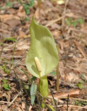 Fotografia 10 da espécie Arum italicum no Jardim Botânico UTAD