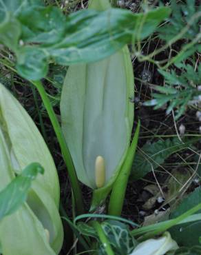 Fotografia 11 da espécie Arum italicum no Jardim Botânico UTAD