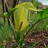 Fotografia 12 da espécie Arum italicum do Jardim Botânico UTAD