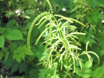 Fotografia da espécie Aruncus dioicus