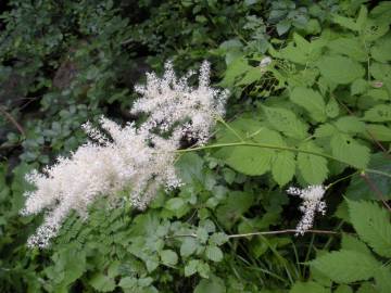 Fotografia da espécie Aruncus dioicus