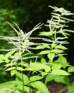 Fotografia 13 da espécie Aruncus dioicus no Jardim Botânico UTAD