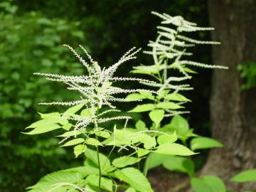 Fotografia da espécie Aruncus dioicus