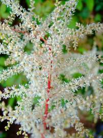 Fotografia da espécie Aruncus dioicus