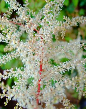 Fotografia 14 da espécie Aruncus dioicus no Jardim Botânico UTAD