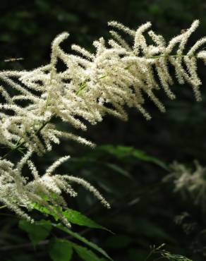 Fotografia 15 da espécie Aruncus dioicus no Jardim Botânico UTAD