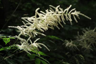 Fotografia da espécie Aruncus dioicus