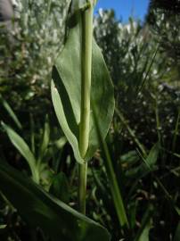 Fotografia da espécie Arabis glabra