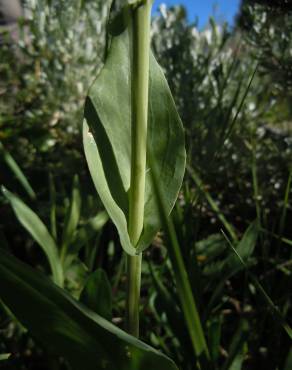 Fotografia 8 da espécie Arabis glabra no Jardim Botânico UTAD