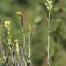 Fotografia 9 da espécie Arabis glabra do Jardim Botânico UTAD