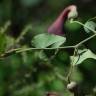 Fotografia 9 da espécie Aristolochia baetica do Jardim Botânico UTAD