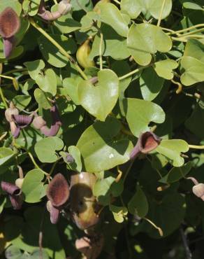 Fotografia 10 da espécie Aristolochia baetica no Jardim Botânico UTAD