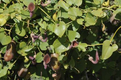 Fotografia da espécie Aristolochia baetica