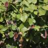 Fotografia 10 da espécie Aristolochia baetica do Jardim Botânico UTAD