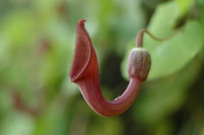 Fotografia da espécie Aristolochia baetica