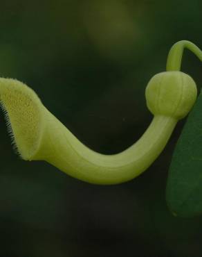 Fotografia 12 da espécie Aristolochia baetica no Jardim Botânico UTAD