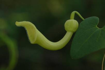 Fotografia da espécie Aristolochia baetica