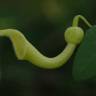 Fotografia 12 da espécie Aristolochia baetica do Jardim Botânico UTAD