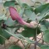 Fotografia 13 da espécie Aristolochia baetica do Jardim Botânico UTAD