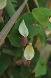 Fotografia da espécie Aristolochia baetica