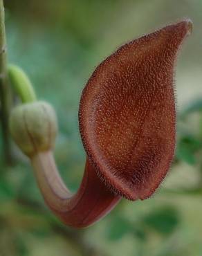 Fotografia 1 da espécie Aristolochia baetica no Jardim Botânico UTAD