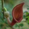 Fotografia 1 da espécie Aristolochia baetica do Jardim Botânico UTAD