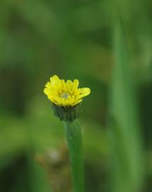 Fotografia da espécie Arnoseris minima