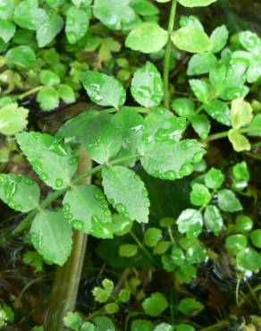 Fotografia 10 da espécie Apium nodiflorum no Jardim Botânico UTAD